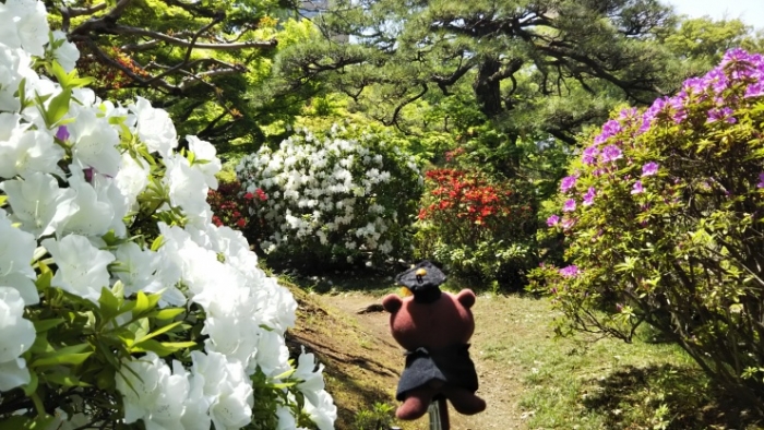 大隈庭園ツツジ道