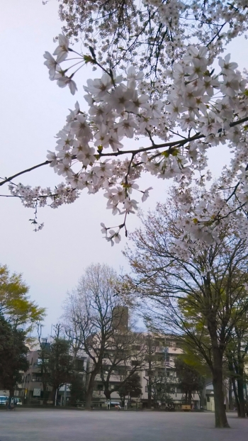 鶴巻南公園桜暗い