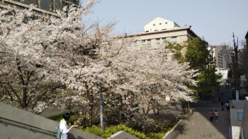 14号館脇桜上から