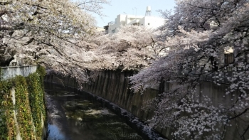 神田川桜横DSC_0730