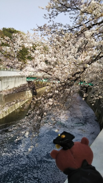 神田川覗くベア