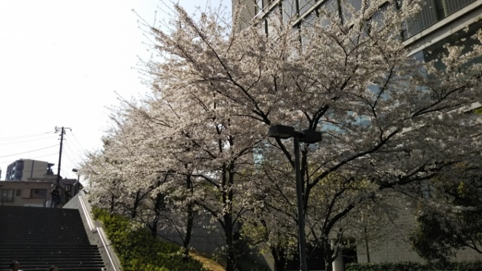 14号館脇桜