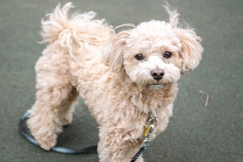 20170317_お散歩中のリッキーくん