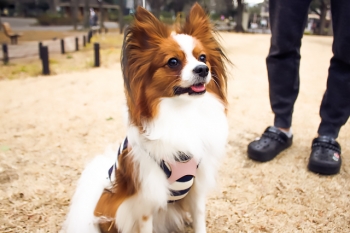 20170310_とても賢いワンちゃん★ふりかけくん