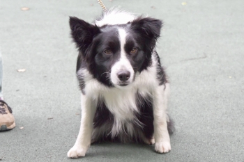 20170804_カメラが興味深い？ふうくん