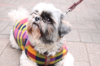 20170723_マナちゃんと一緒におさんぽ中★カナちゃん